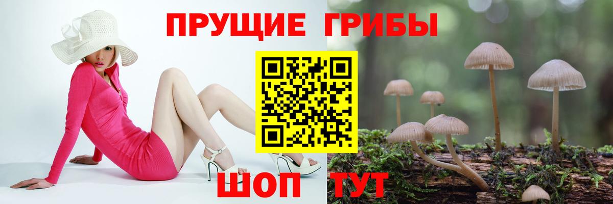Донской  Псилоцибиновые грибы Magic Shrooms  Вход с VPN  Галлюциногенные грибы Psilocybine cubensis 